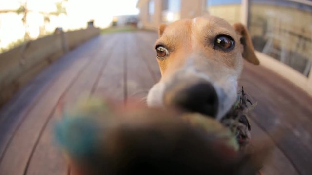 Loop of Dog tug-of-war   gets a surprise