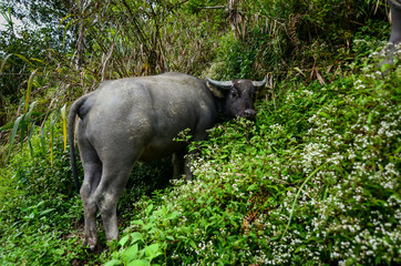 Carabao, Water Buffalo, Batad Philippines