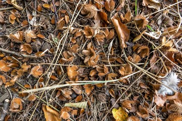 Forest floor with beechnuts, foliage and fir needles as background