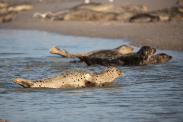Harbor seals crawling on the beach