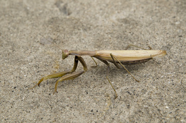 praying mantis on the sand, mantis, insect