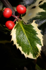 holly berries and a leaf
