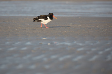 Oystercatcher in the tidal flat of the north sea