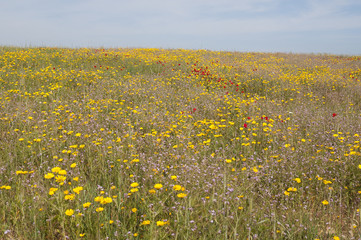 Wild field flowers