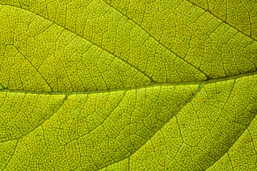 Fototapeta na wymiar Tree leaf.