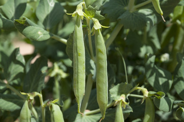 Peas field