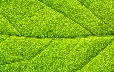Fototapeta na wymiar Tree leaf.