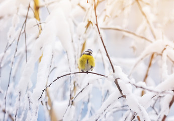 Fototapeta premium sweetie bird blue tit sits in the Christmas winter forest among the snowy branches