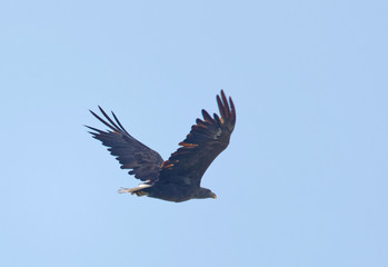 Obraz premium Imposing flying Sea eagle also called White-tailed eagle (latin: Haliaeetus albicilla). Blue sky in the background