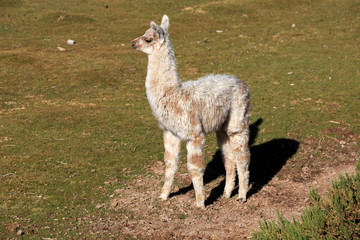 Lama © Andreas Edelmann