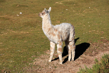 Lama