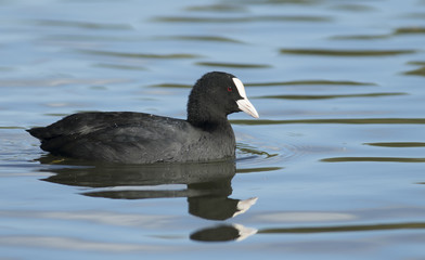 Common Coot