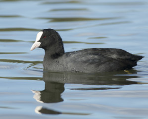 Common Coot