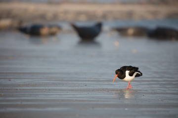 Oystercatcher foraging and in the background grey seals resting
