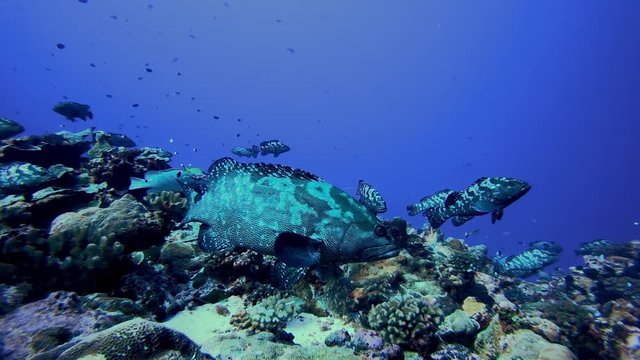 grouper during a dive