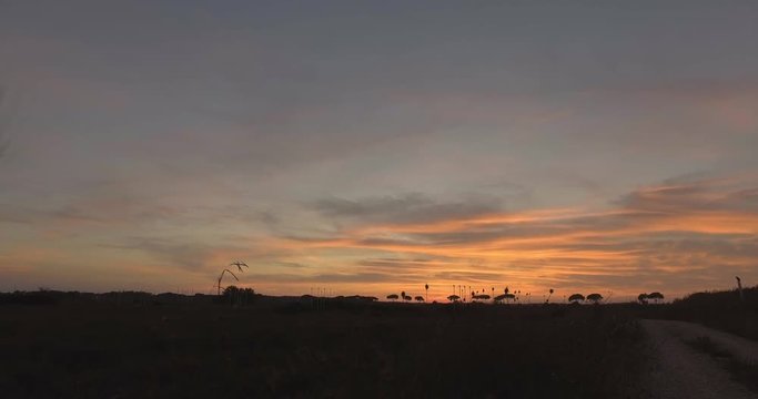 Tramonto rosso fuoco dietro delle siepi