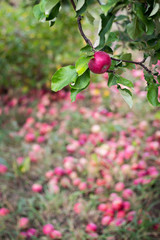 Red apples on the grass under apple tree