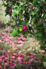 Red apples on the grass under apple tree