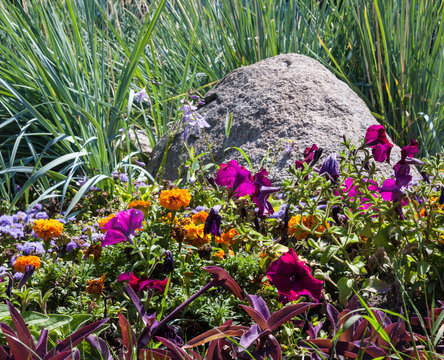 Fototapeta Flowerbed with big gray stone