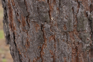 Pine bark