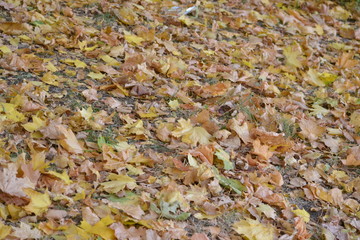 autumn leaves background
