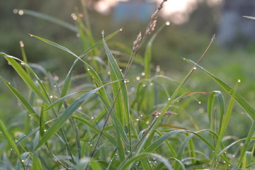 dew on the grass