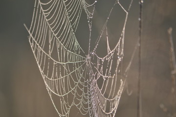 spider web with water drops of dew