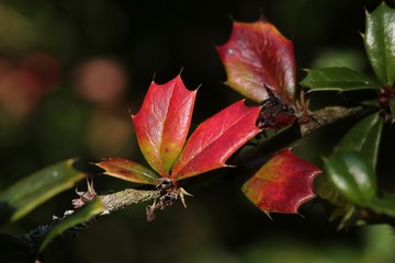 leaves developing colour for the autumn