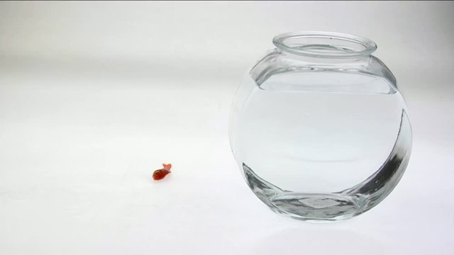 Loop of A goldfish flips on a white surface next to a fish bowl.