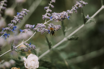 bee on a flower