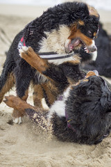 Bernesse Mountain Dog fight