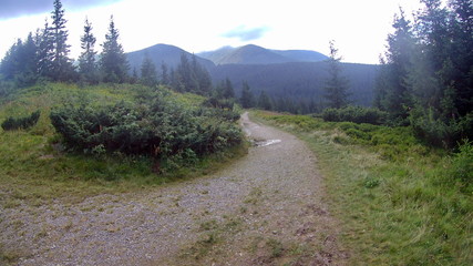 trail in high mountain meadow with high grass