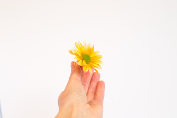 Hand holding colorful flower isolated