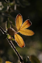 autumn leaf in soft light