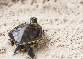 Common Slider, also known as Cumberland Slider Turtle, Red-eared Slider Turtle, Slider (Trachemys scripta) on a sand