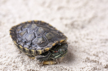 Common Slider, also known as Cumberland Slider Turtle, Red-eared Slider Turtle, Slider (Trachemys scripta) on a sand
