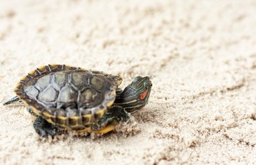 Common Slider, also known as Cumberland Slider Turtle, Red-eared Slider Turtle, Slider (Trachemys scripta) on a sand