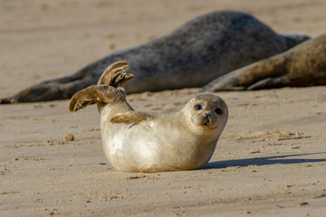 Seal pup on the beach as part of the seal colony at Horsey, Norfolk