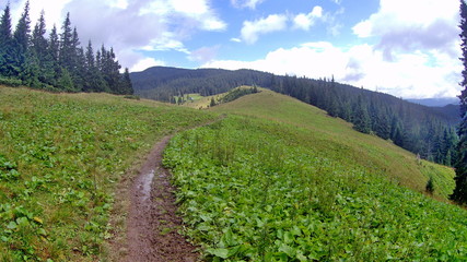 Obraz premium trail in high mountain meadow with high grass