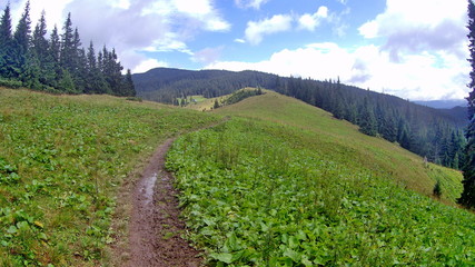 trail in high mountain meadow with high grass