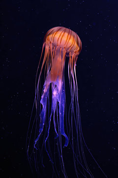 Qualle Meer Aquarium Tiere Sea