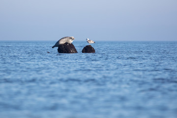 Who has the greater staying power? © Lux