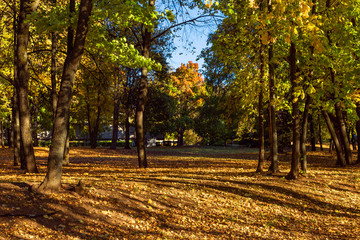 autumn Park covered with fallen leaves