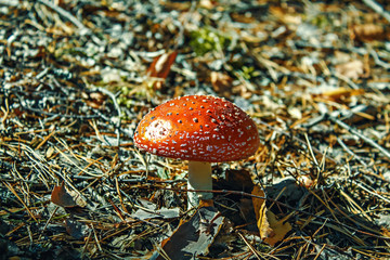 Red mushroom in a forest on a dry leaf