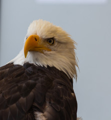 Proud Eagle