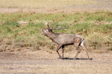 Stag of red deer Cervus elaphus in rutting season