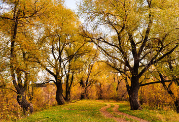 Autumn landscape, calendar design, leaf fall or autumn background
