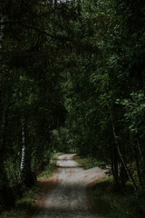 Enchanted wood