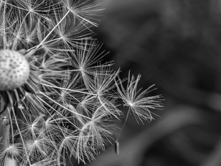Flown dandelion flower in black and white