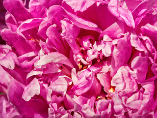 Petals of a pink peony flower close up in summer in sunny weather